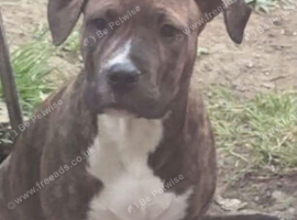 16 week old presa canario has had all jabs!