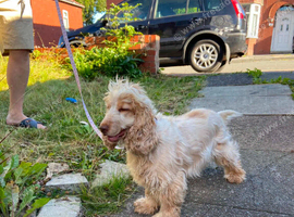 Show type coker spaniel