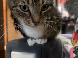 Gorgeous 2-Year-Old Tabby & White Domestic Shorthair &ndash; Super Well behaved, Affectionate & Loving