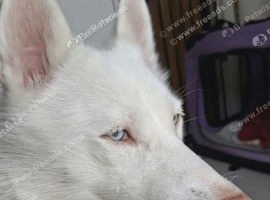 We have a lovely blue eyes girl husky