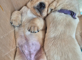 QUALITY Labrador retriever puppies KC Reg