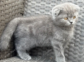 Scottish fold x BSH