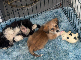 Shihzu cross males