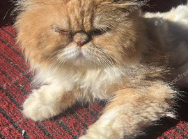 Oggy Persian cat