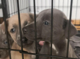 Bull whippets