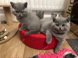 Beautiful British Shorthair Kittens