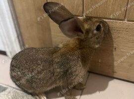 brown rex rabbit