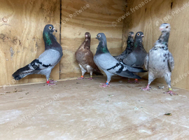 Mix of birds for sale