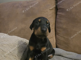 9 Baby Dobie pupps off mixed colours.