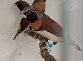 Chestnut Breasted Mannequins