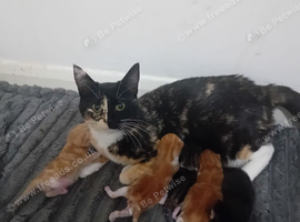 5 gorgeous  1/2 persian  kittens