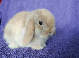 Baby mini lops for sale