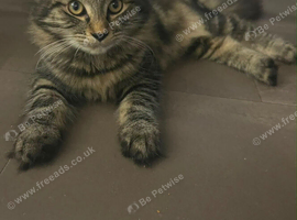 Female Kitten