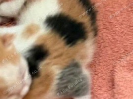 I'm looking for a cat with that kind of coloring.
