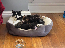 4 Kittens ready for their forever home