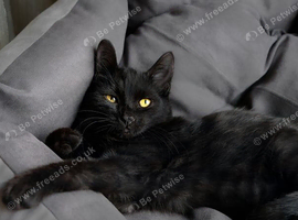 5 beautiful kittens for sale