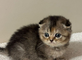 Female Scottish Fold Kitten