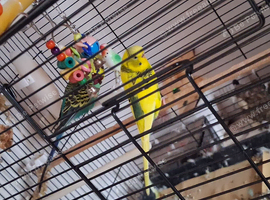 Pair of budgies