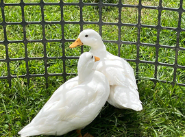 6 week old pair ( drake & duck ) of white call ducks
