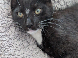 Kittens still looking for their new home***