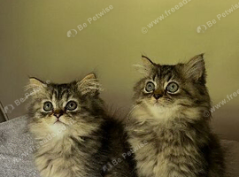 Persian kittens