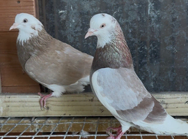 Deep Roller Pigeons