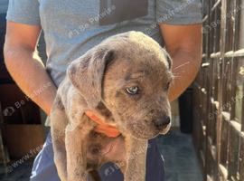 Cane Corso X Mastiff Puppies