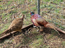Ringneck Pheasants