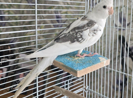 Baby Whteface Cockatiel for sale