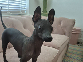Mexican hairless xolo miniature