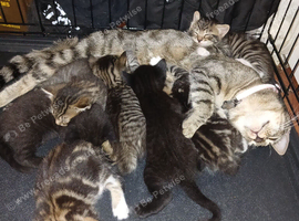 6 tabby kittens