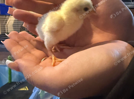 Ko shamo cuckoo ko shamo