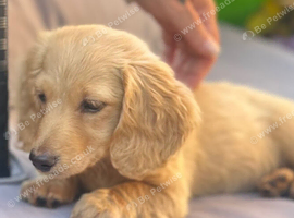 long haired miniature dachshund cream puppies  for sale