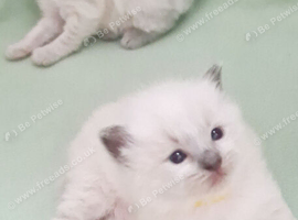 Ragdoll kittens for sale
