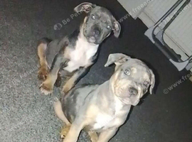 American bulldog/staffy