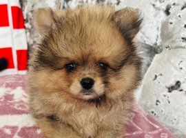 Tiny Pomeranians Puppies