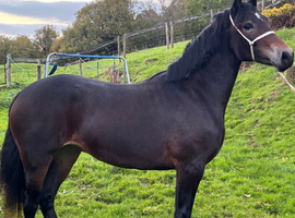Pretty yearling filly