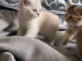 2 Beautiful white British Shorthair Kittens left all female &ndash;