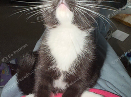 Male kittens