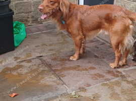 Male cocker spanial dog
