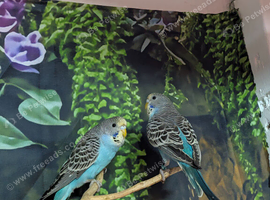 Blue pied budgies