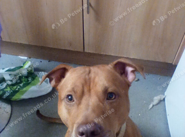 Beautiful boy for sale