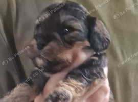 Cavapoo phantom boy