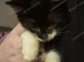 Beautiful long haired female kitten ready now