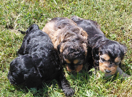 Brilliant Cockalier-a-Poo Puppies &ndash; Ready Soon!