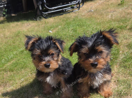 Yorkshire terrier biewer puppies for sale
