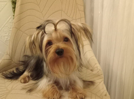 Yorkshire terrier