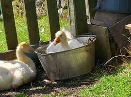 Sebastapol Geese Hatchlings For Sale