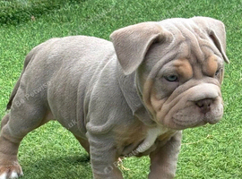 French bulldog x Pocket bully puppies for sale! READY NOW!!!