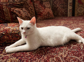 Mix girl looking for forever home